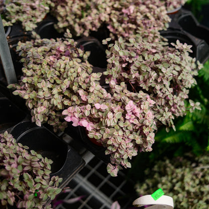 Callisia (4,5")