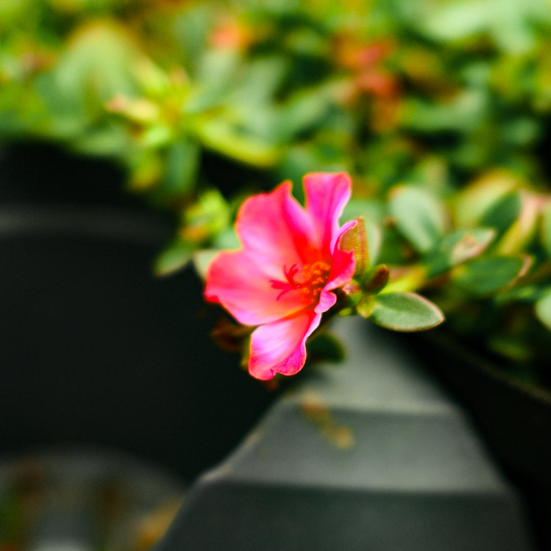 Portulaca (4,5")