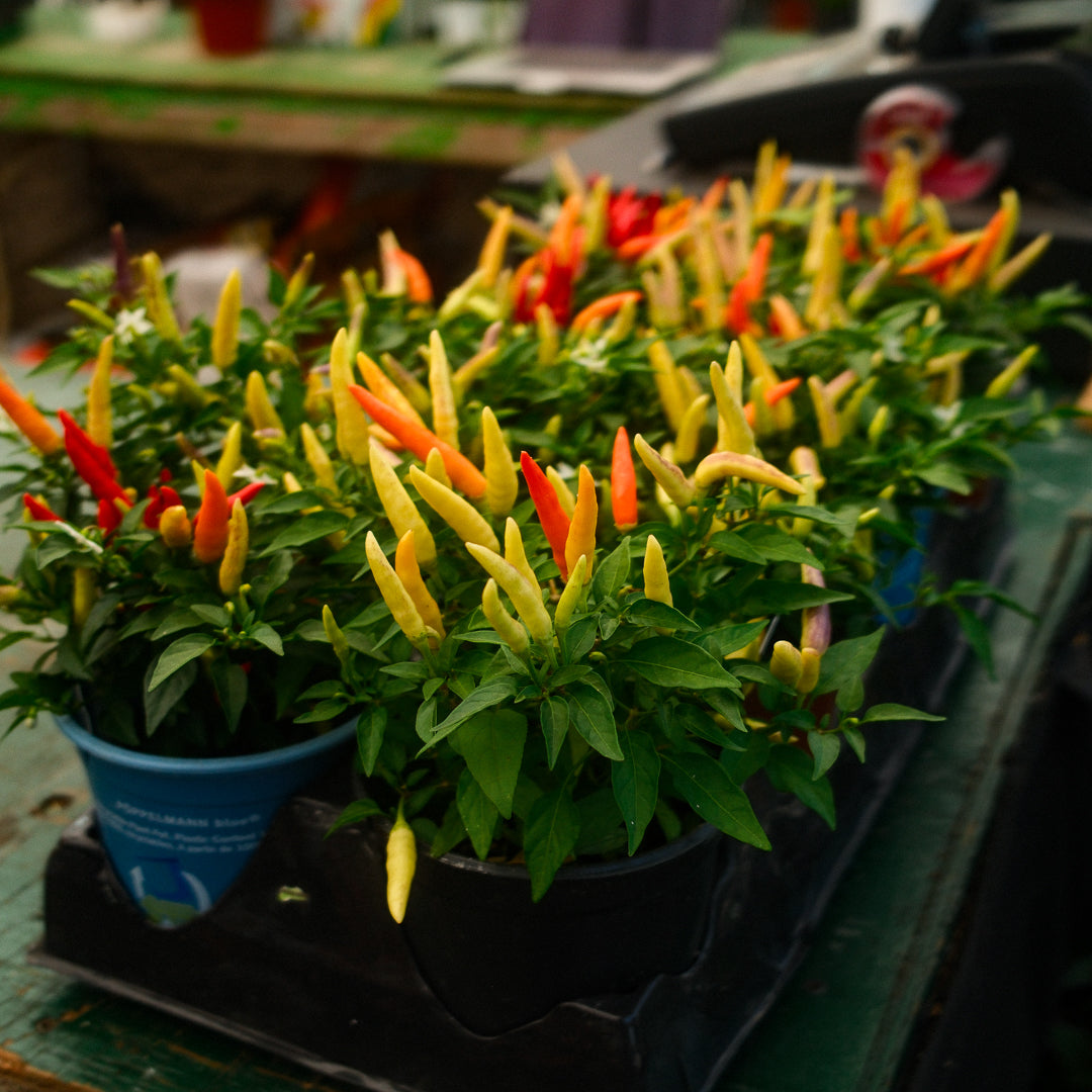 Basket of Fire Hot Pepper (5")