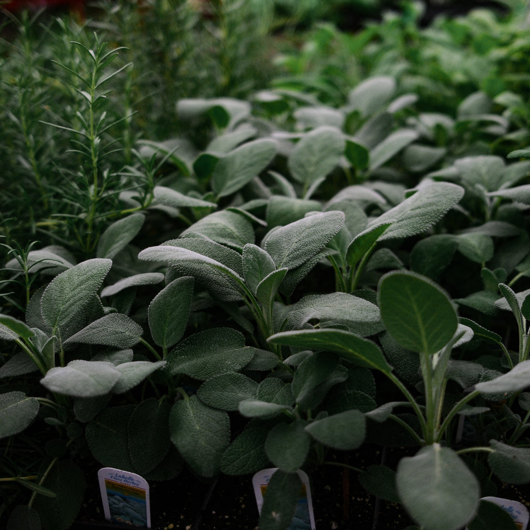 Sauge officinale (4,5")