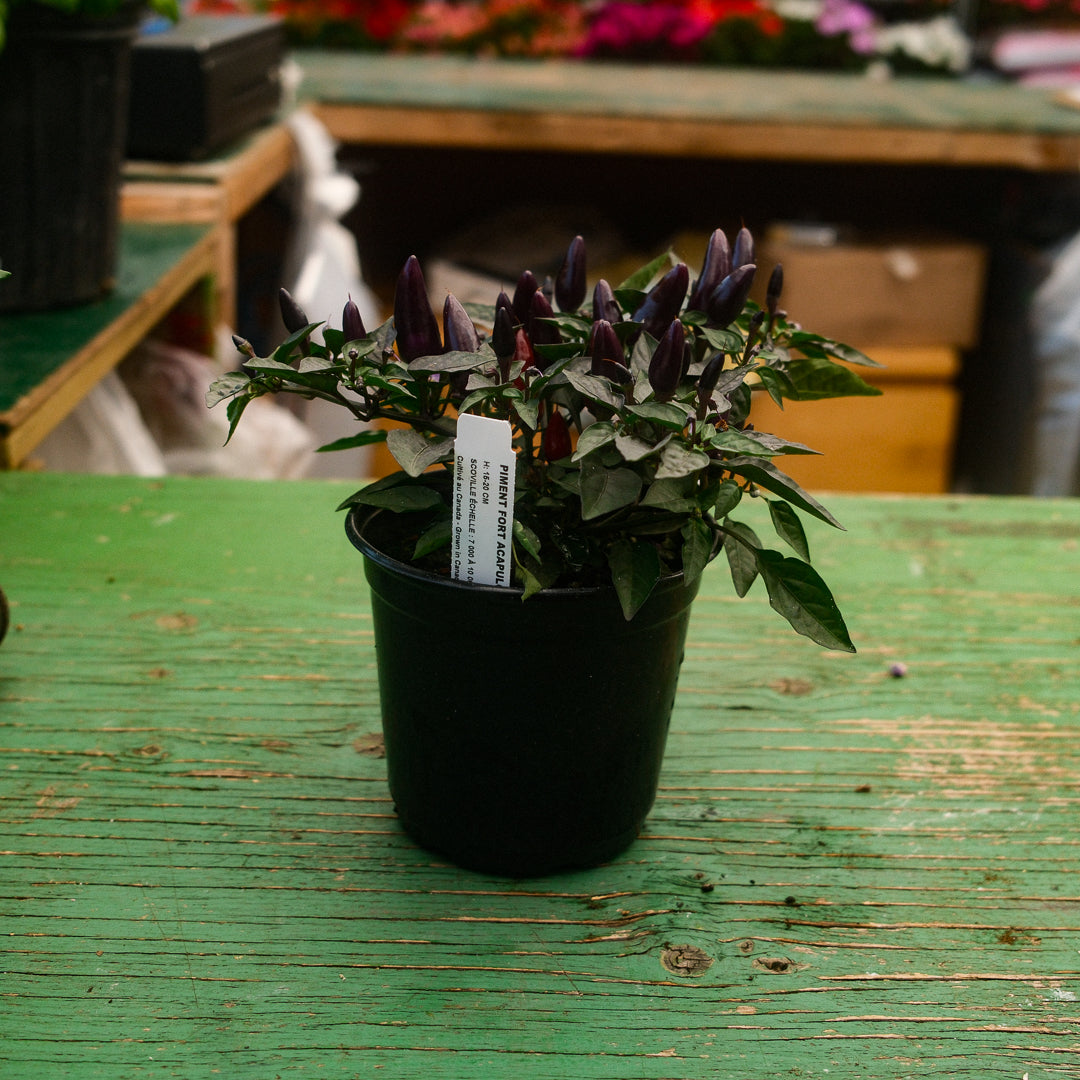 Acapulco Purple Hot Pepper (5")