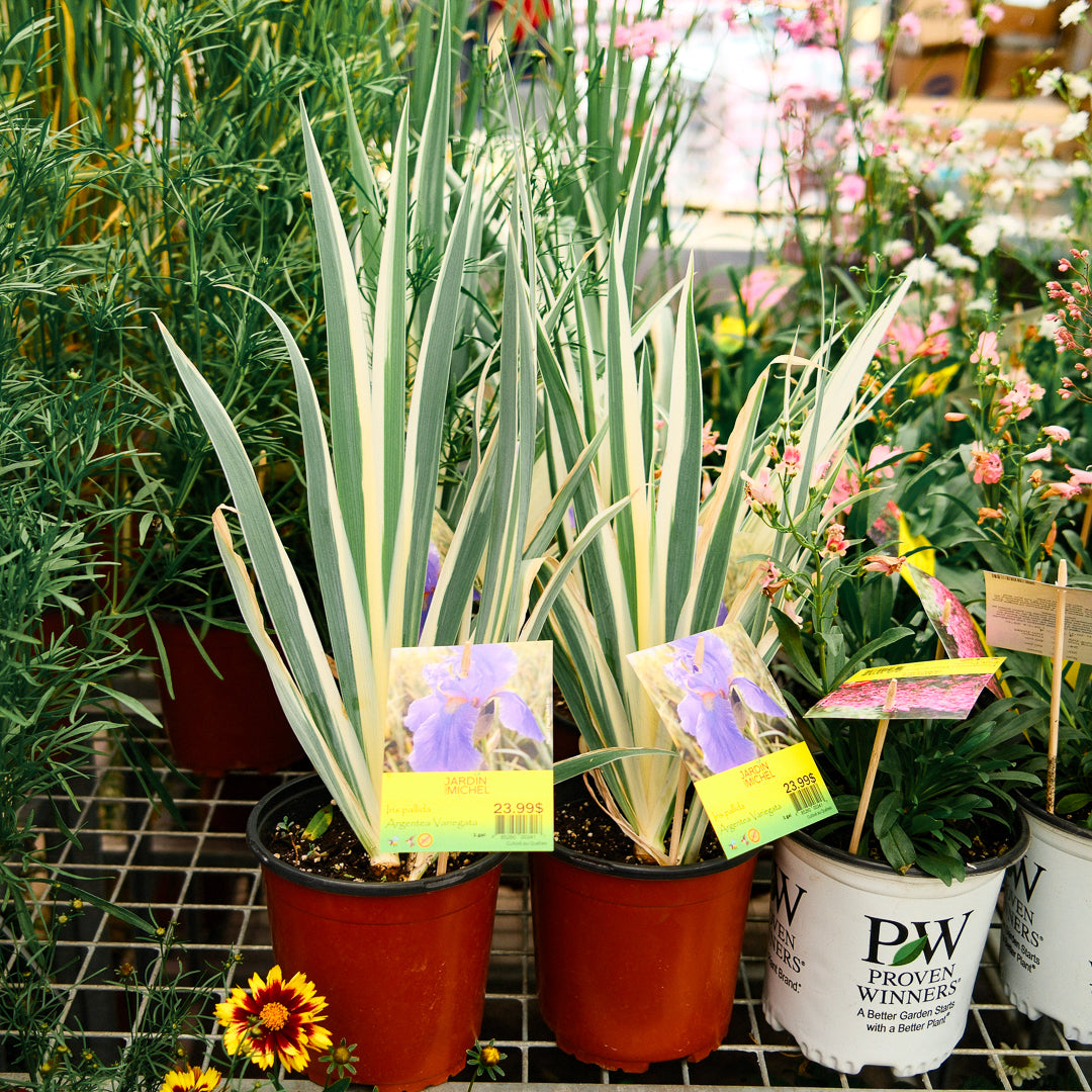 Iris panaché (6")