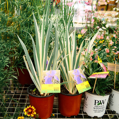 Iris panaché (6")
