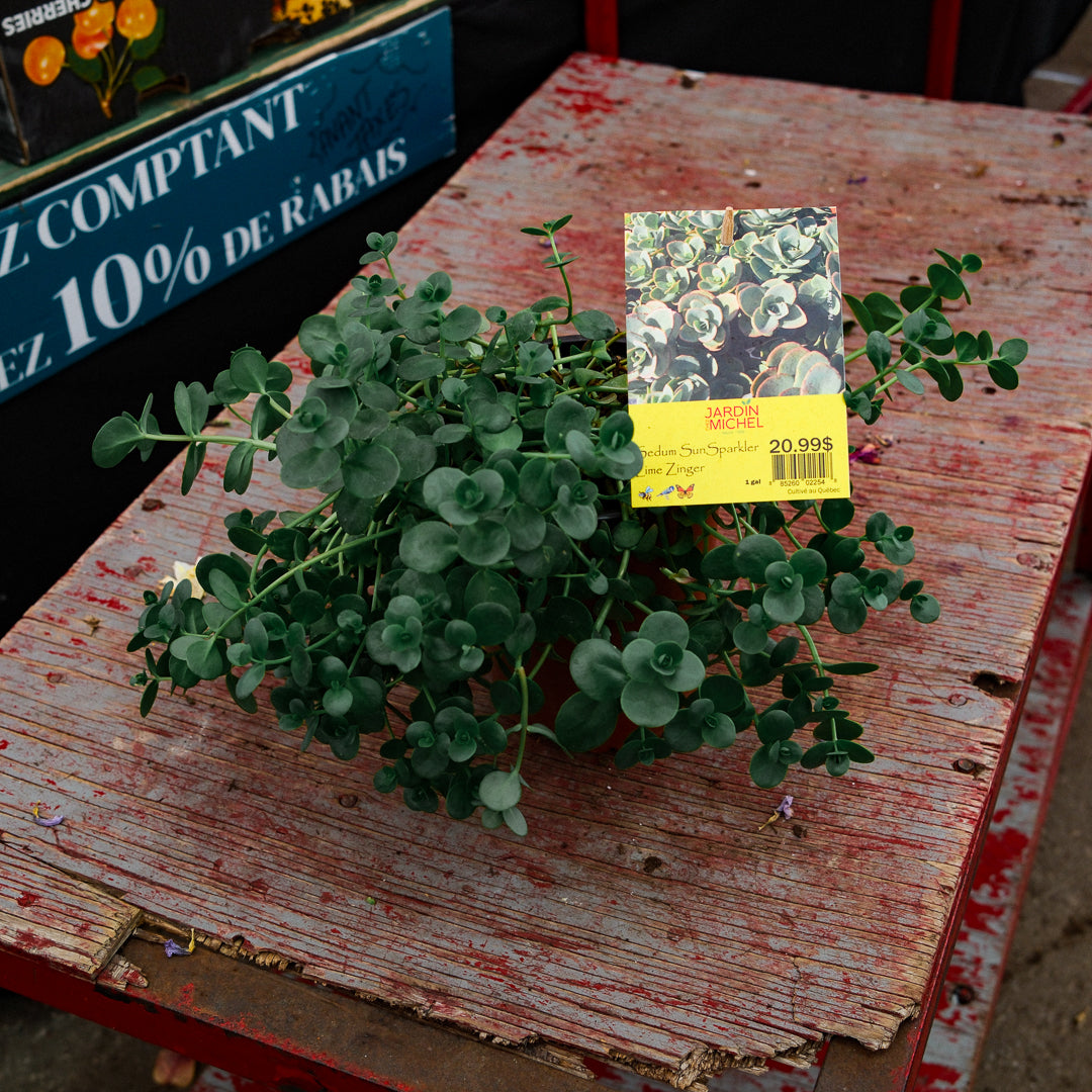 Sedum vivace 'Sun Sparkler Lune Zinger' (6")