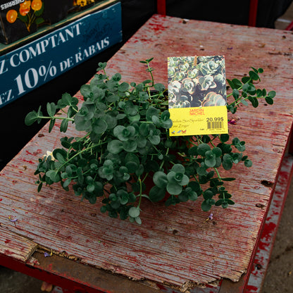 Sedum vivace 'Sun Sparkler Lune Zinger' (6")