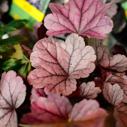 Heuchera Dolce 'Silver Gumdrop' (6")