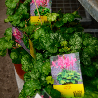 Heuchera 'Timeless Glow' (6")