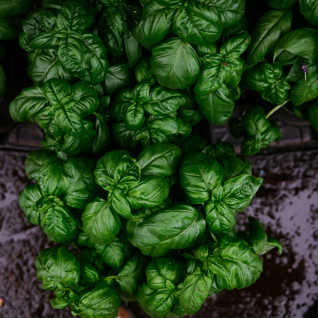 Basil Genovese (6")