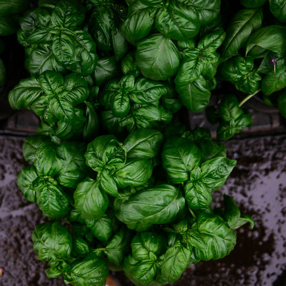 Basil Genovese (6")