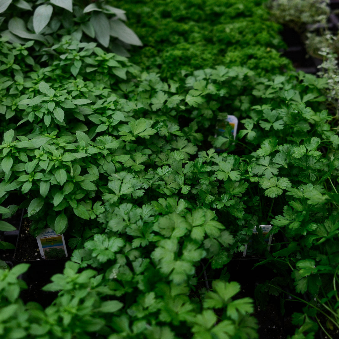 Italian parsley (4.5")