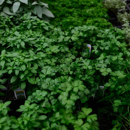 Italian parsley (4.5")