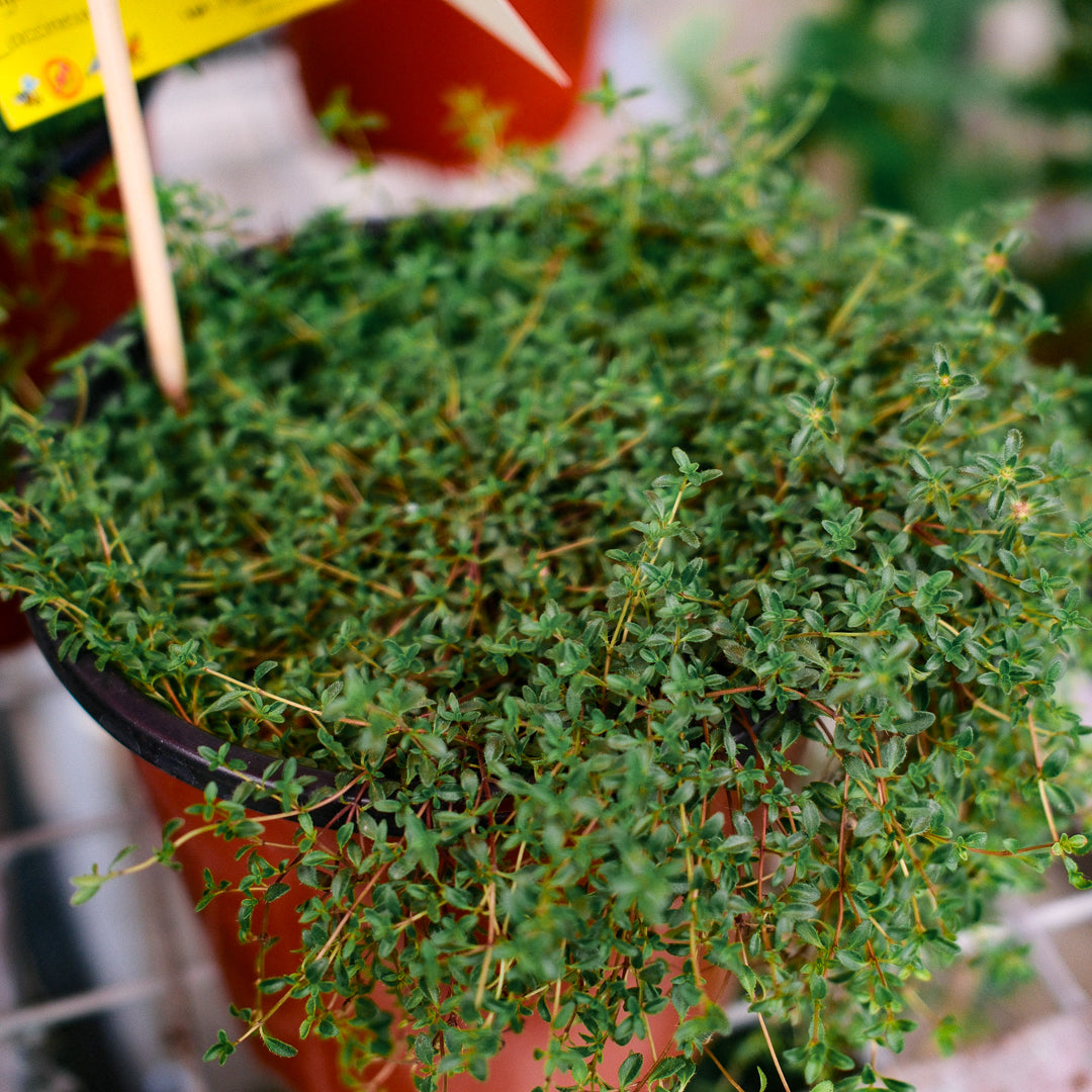Thym serpolet (6")