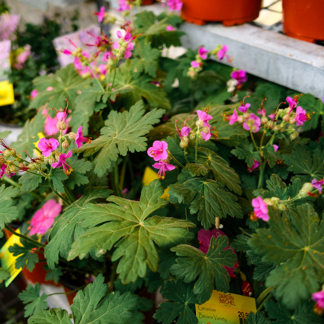 Geranium 'Bevan's Variety (6")