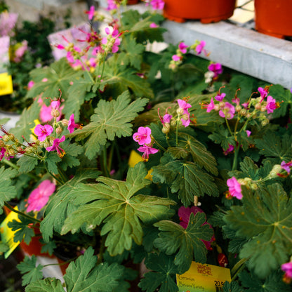 Geranium 'Bevan's Variety (6")