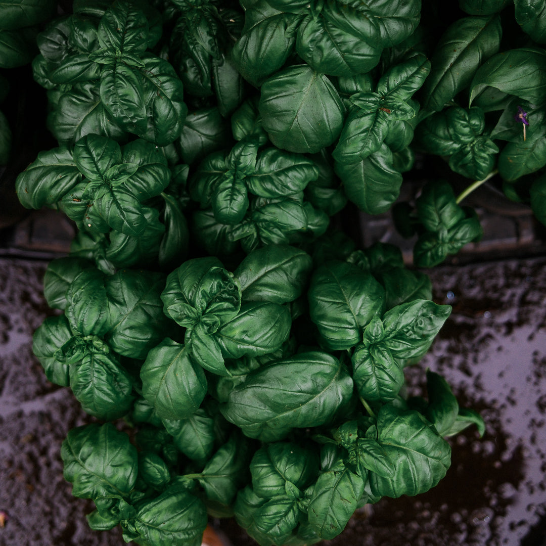 Basilic Genovese (8")