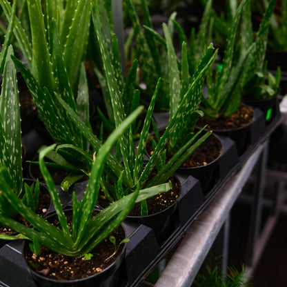 Aloe Vera (4.5") 