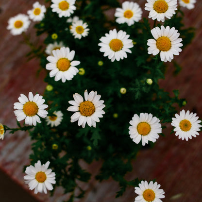Marguerite vivace (x9)