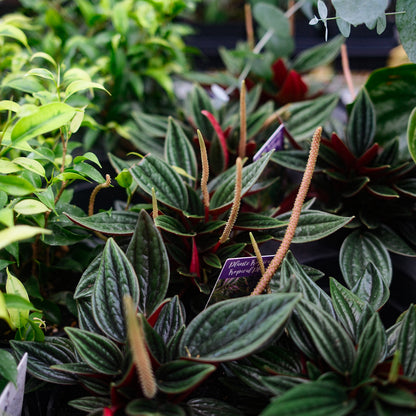 Peperomia 'Rosso' (4,5")