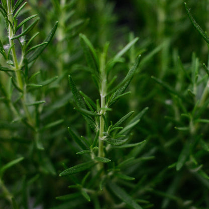 Rosemary (3.5")