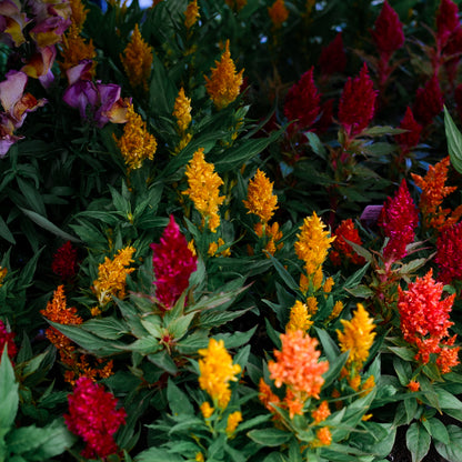 Celosia (x9)