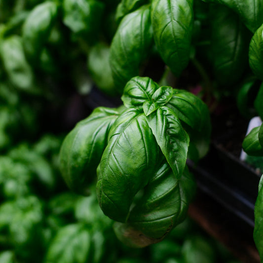 Basilic Genovese (6")