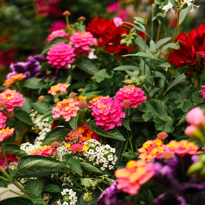 Boîte à fleurs mélangée (24")