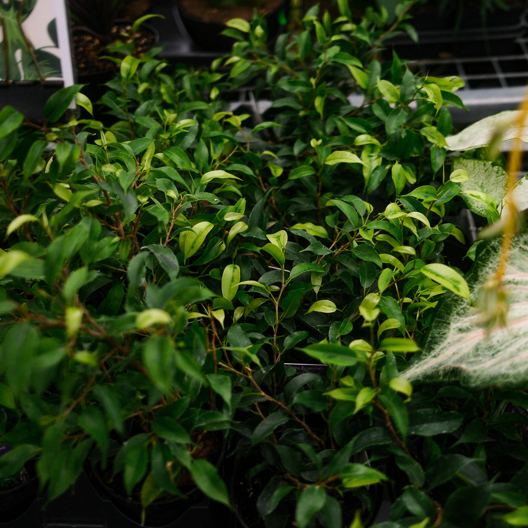 Ficus benjamina (4,5")