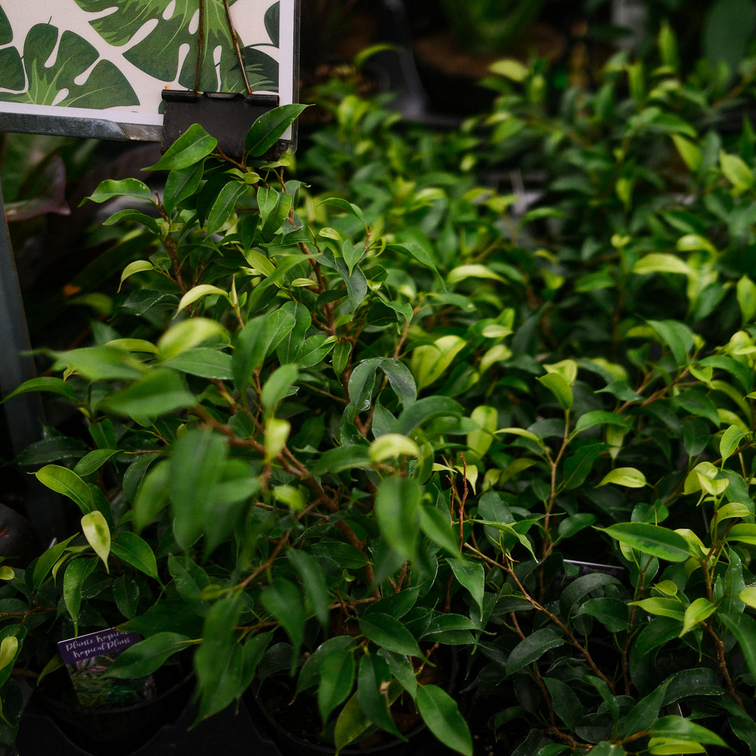 Ficus benjamina (4,5")