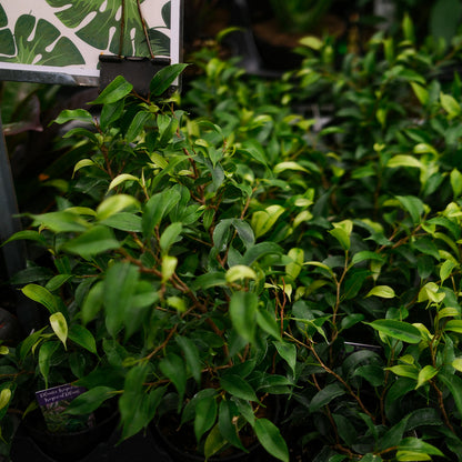 Ficus benjamina (4,5")