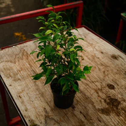 Ficus benjamina (4,5")