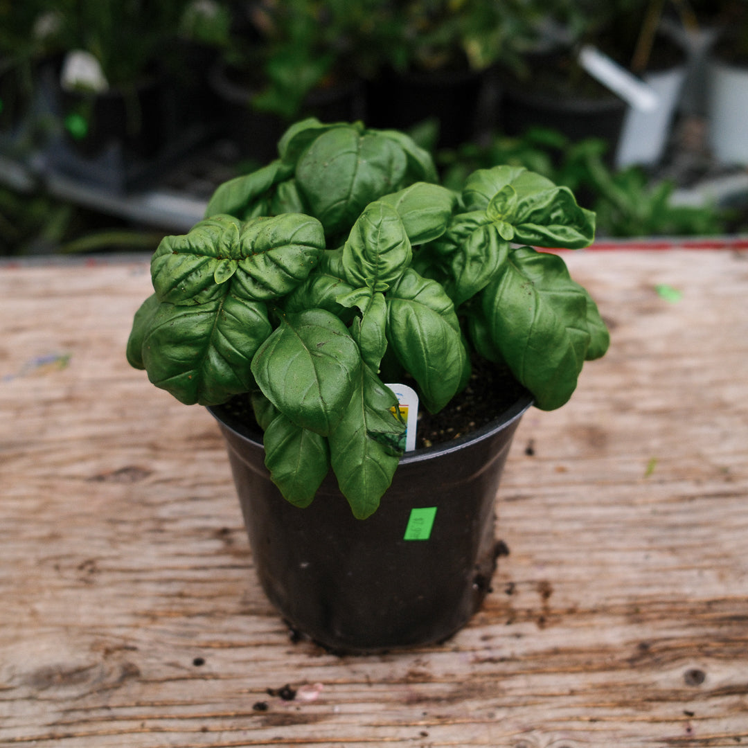 Basil Genovese (6")