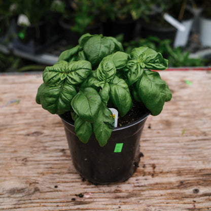 Basil Genovese (6")