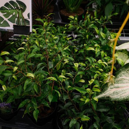 Ficus benjamina (4,5")