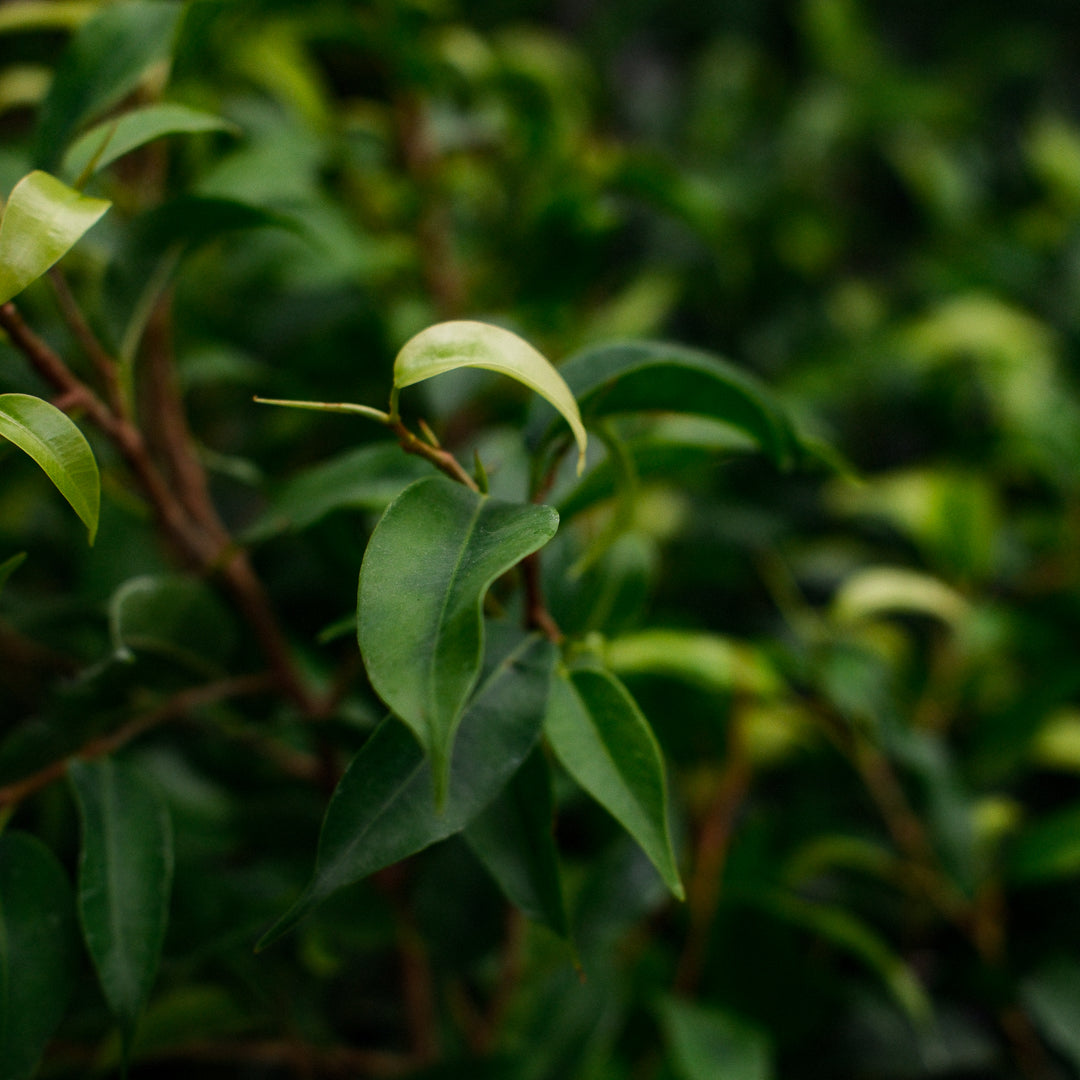 Ficus benjamina (4,5")
