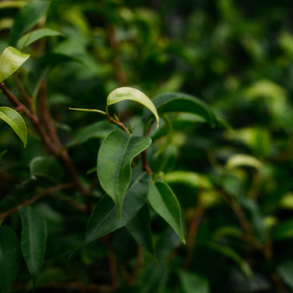 Ficus benjamina (4,5")