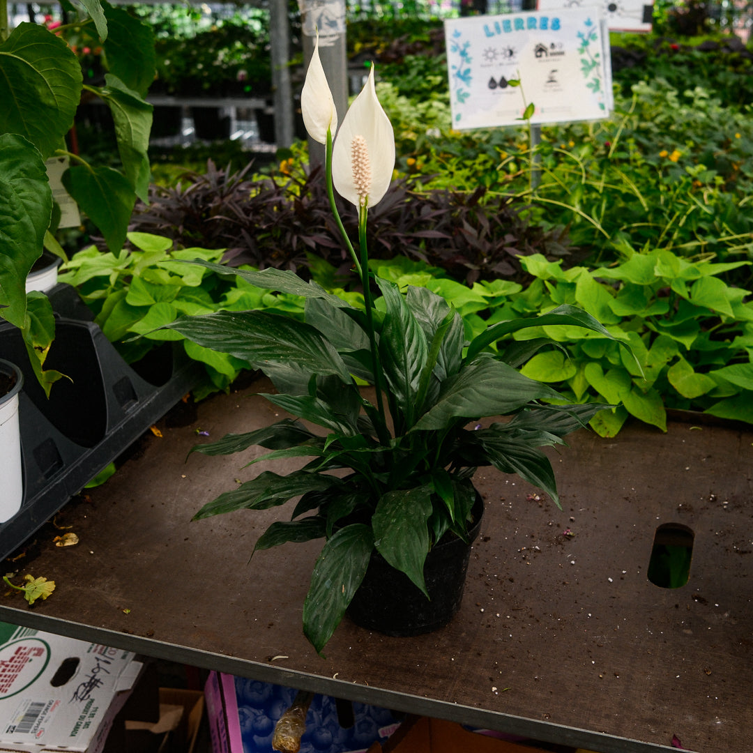 Peace Lily (6")