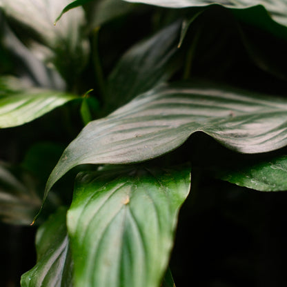 Peace Lily (6")