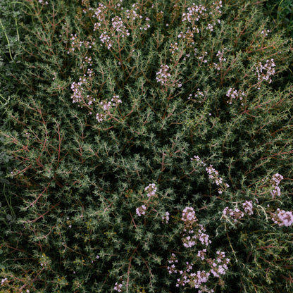 Lemon thyme (4.5") 