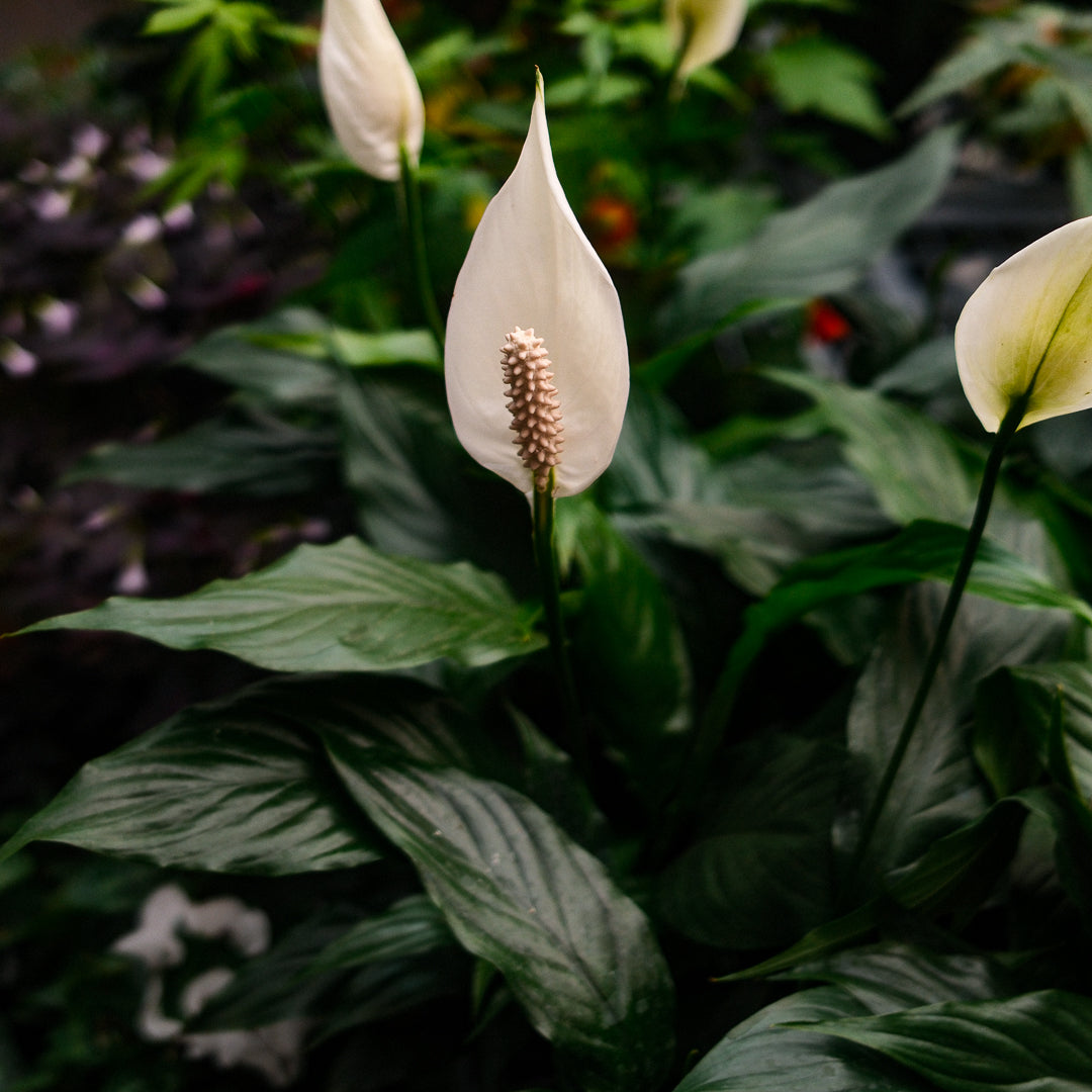 Peace Lily (6")