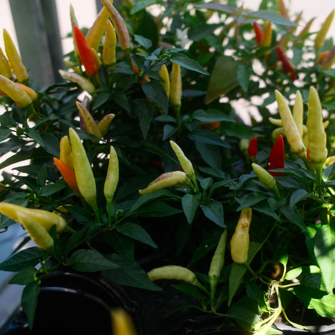 Basket of Fire Hot Pepper (5")