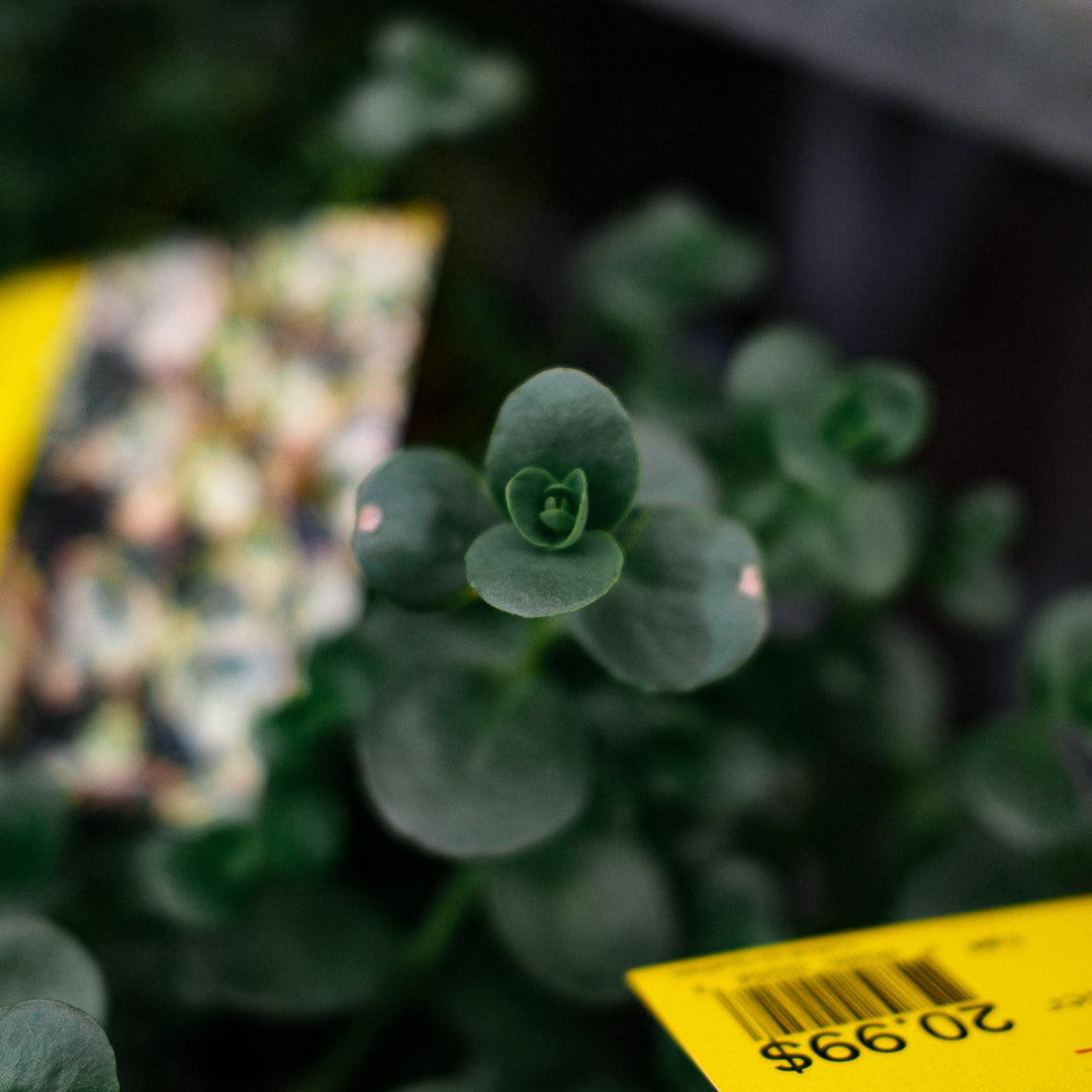 Sedum vivace 'Sun Sparkler Lune Zinger' (6")