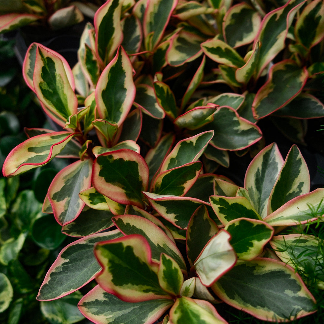 Peperomia 'Ginny' (4,5")