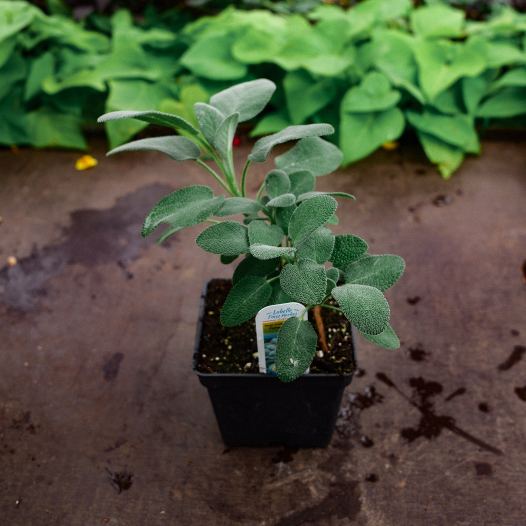 Sauge officinale (4,5")
