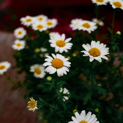 Marguerite vivace (x9)