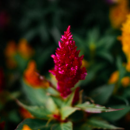 Celosia (x9)