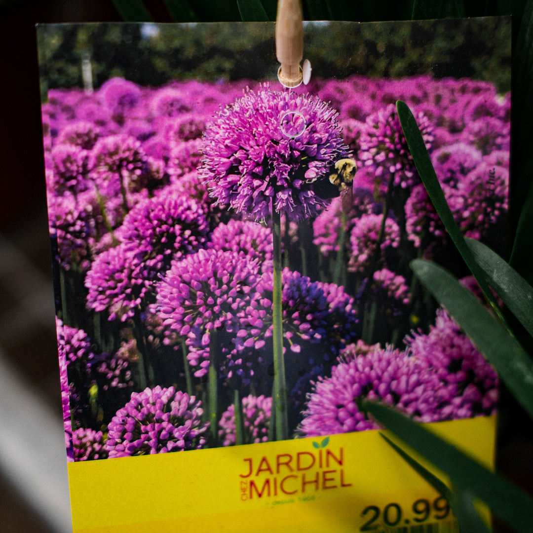 Allium Millenium (6")