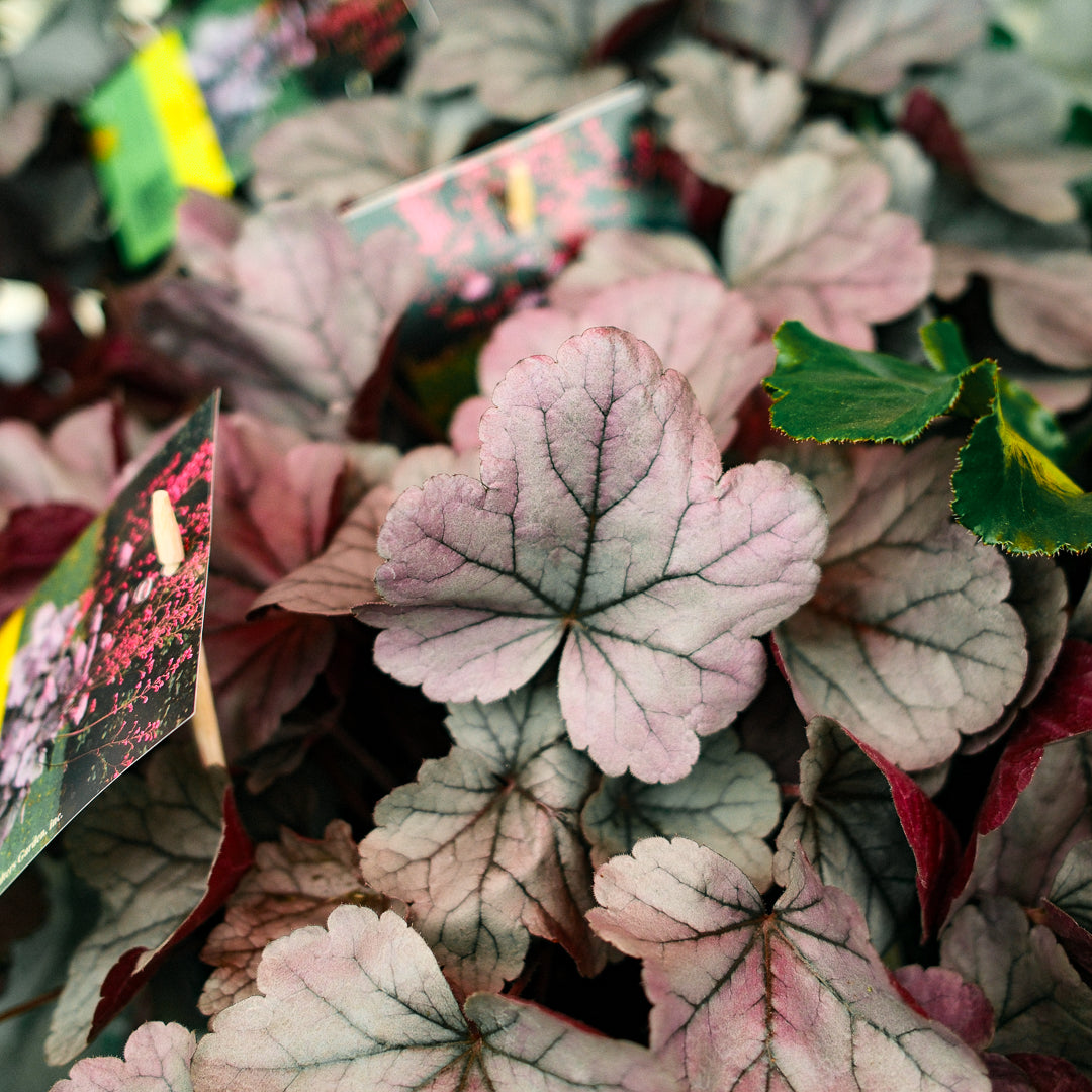 Heuchera Dolce 'Silver Gumdrop' (6")