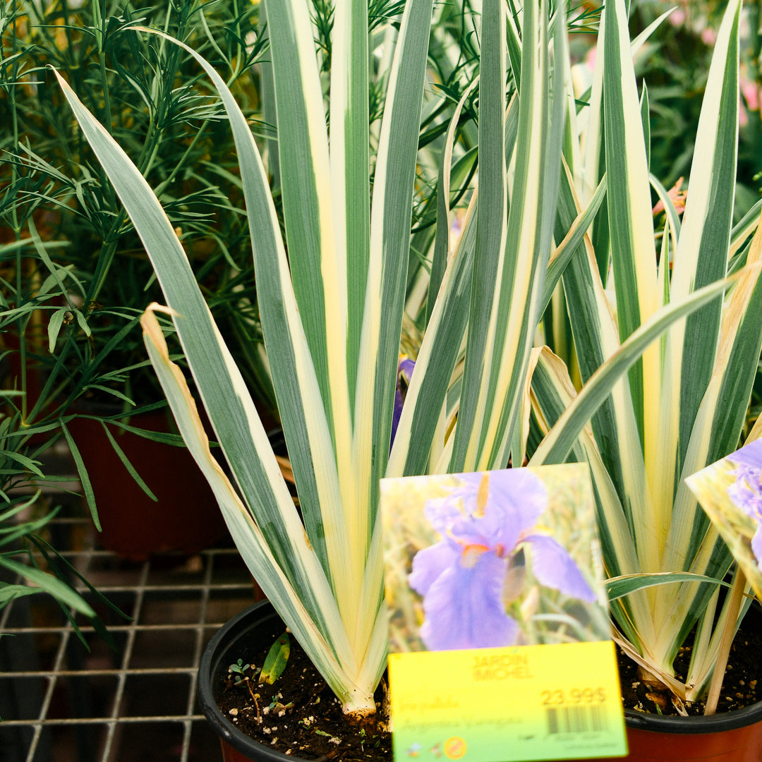 Iris panaché (6")