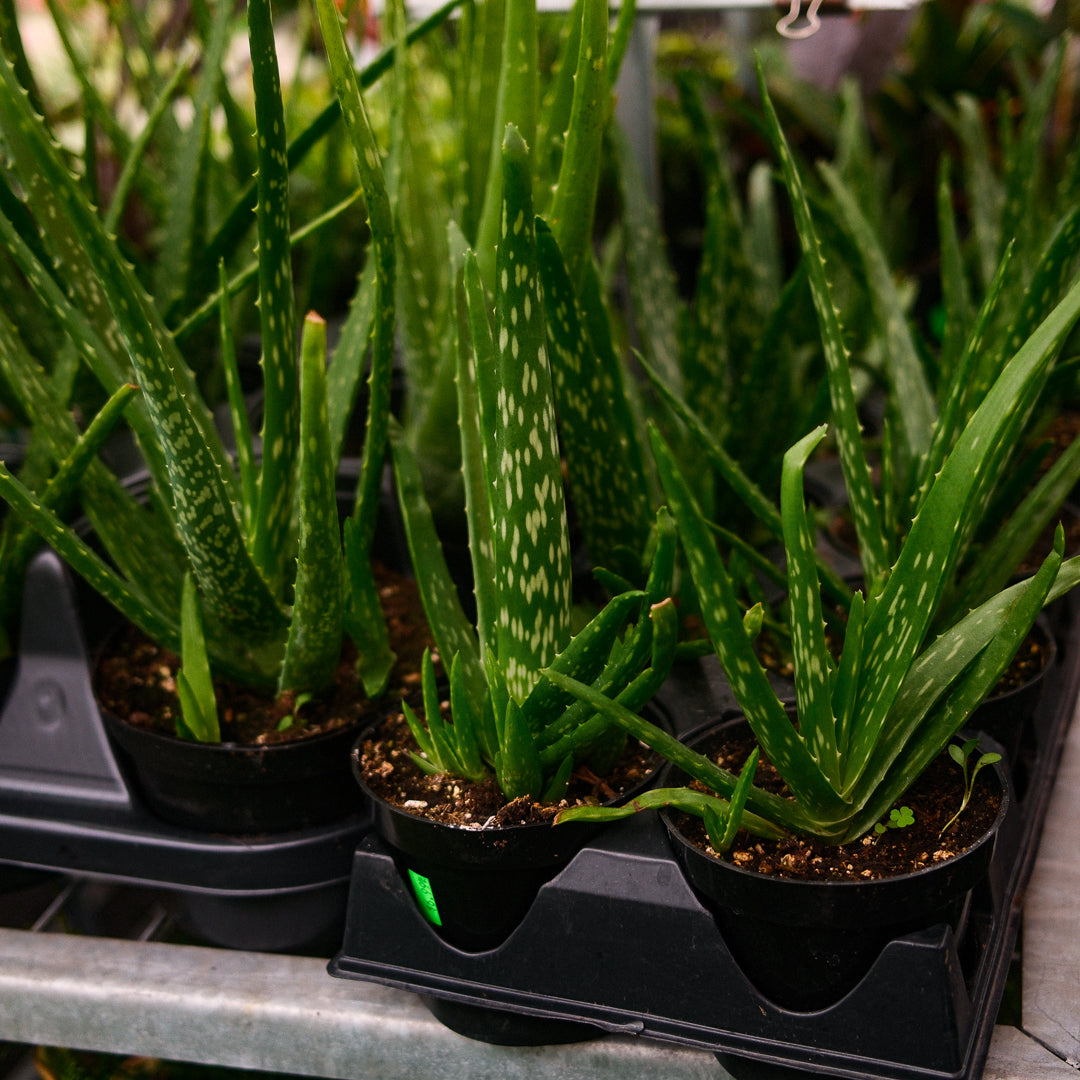 Aloe Vera (4.5") 