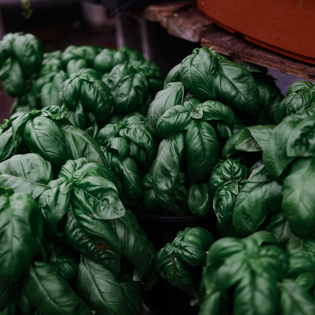 Basilic Genovese (8")